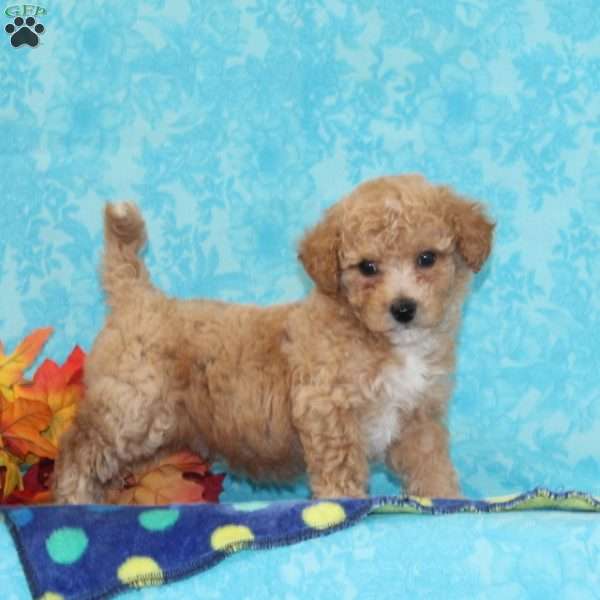 Spruce, Bich-Poo Puppy